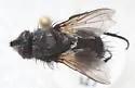Meledonus californicus - photo 2