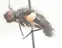 Meledonus latipennis