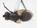 Meledonus latipennis - photo 2