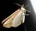 Melemaea magdalena - Hodges#6855 - photo 2