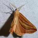 Melemaea magdalena - Hodges#6855 - photo 3