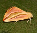 Melemaea magdalena - Hodges#6855 - photo 4