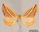 Melemaea magdalena - Hodges#6855 - photo 5