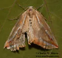 Melemaea virgata - Hodges#6856
