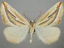 Melemaea virgata - Hodges#6856 - photo 2