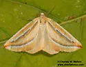 Melemaea virgata - Hodges#6856 - photo 3