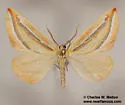 Melemaea virgata - Hodges#6856 - photo 4