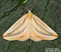 Melemaea virgata - Hodges#6856 - photo 5