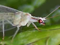 Meleoma dolicharthra