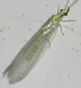Meleoma dolicharthra - photo 2