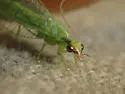 Meleoma dolicharthra - photo 3