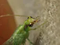Meleoma dolicharthra - photo 4