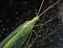 Meleoma dolicharthra - photo 5