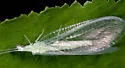 Meleoma emuncta