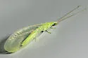 Meleoma emuncta - photo 3