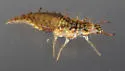 Meleoma emuncta - photo 4