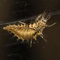 Meleoma emuncta - photo 5