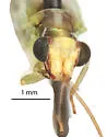 Meleoma furcata - photo 2