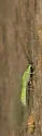 Signoret's Green Lacewing