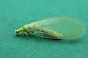 Signoret's Green Lacewing - photo 2