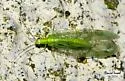 Signoret's Green Lacewing - photo 3