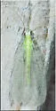 Signoret's Green Lacewing - photo 4