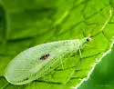 Signoret's Green Lacewing - photo 5