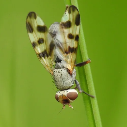 Melieria crassipennis