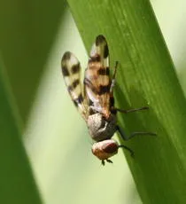Melieria crassipennis - photo 2