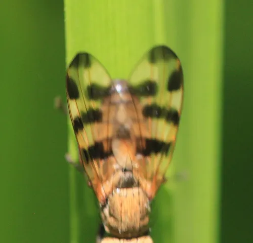Melieria crassipennis - photo 3