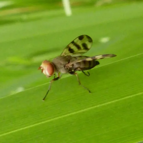 Melieria crassipennis - photo 4