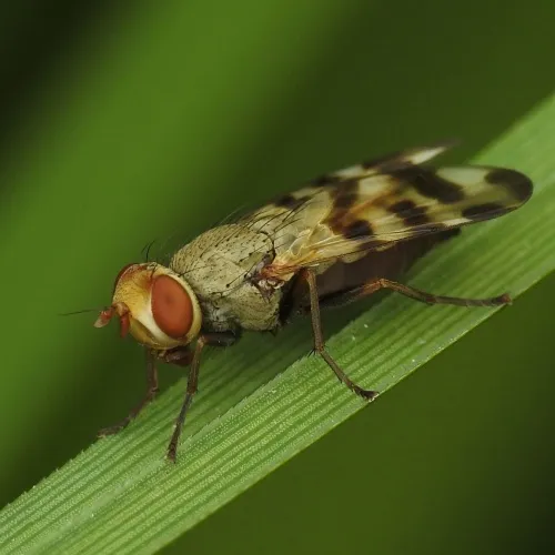 Melieria crassipennis - photo 5