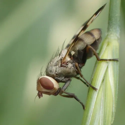 Melieria crassipennis - photo 6