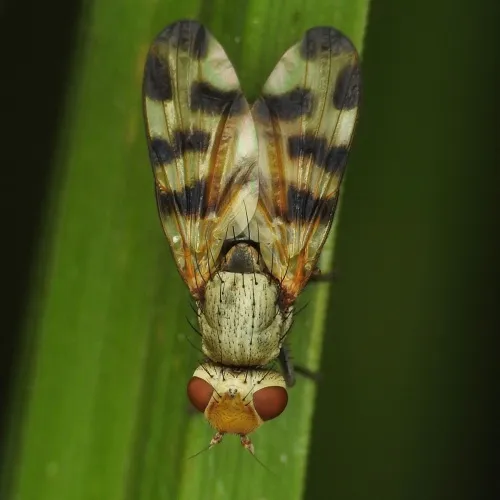 Melieria crassipennis - photo 7