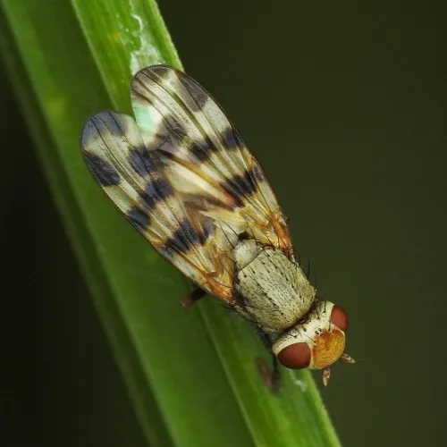 Melieria crassipennis - photo 8