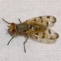 Melieria ochricornis