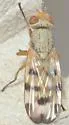 Melieria ochricornis - photo 4