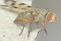 Melieria ochricornis - photo 5