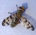 Melieria similis