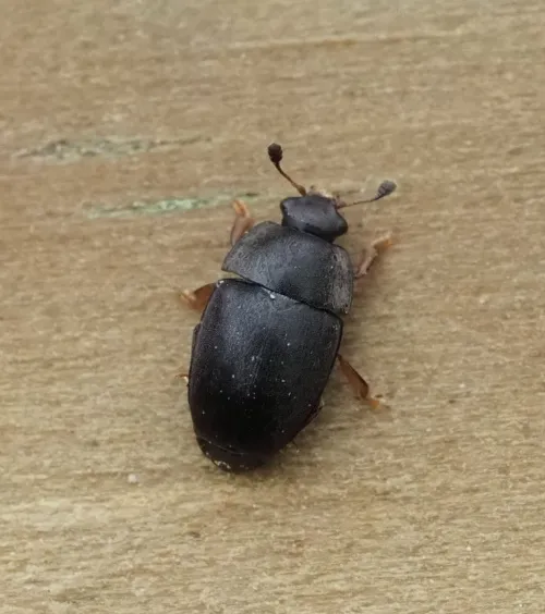 Meligethes atratus