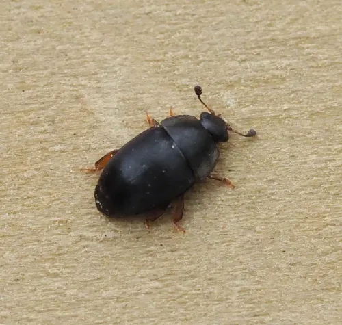 Meligethes atratus - photo 2