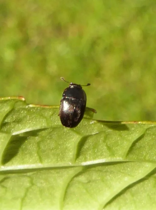 Meligethes atratus - photo 3