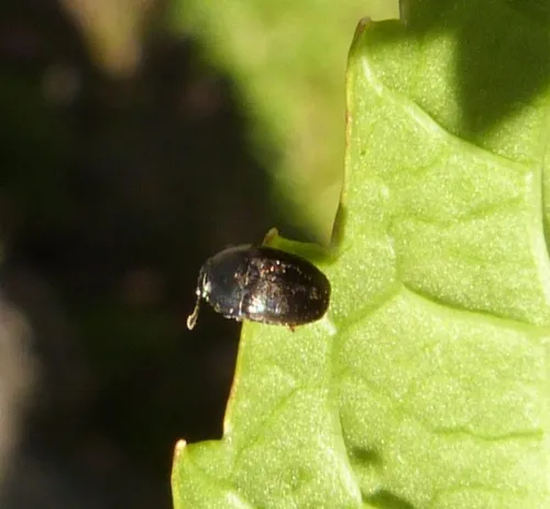 Meligethes atratus - photo 4