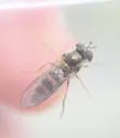 Meligramma cincta - photo 3