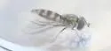 Meligramma cincta - photo 4