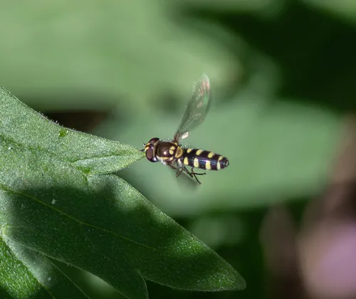 Meligramma guttata