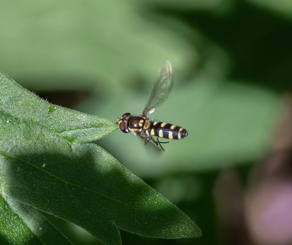 Meligramma guttata - photo 2