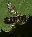 Meligramma triangulifera