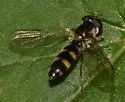 Meligramma triangulifera - photo 2