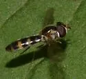 Meligramma triangulifera - photo 3